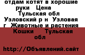 отдам котят в хорошие руки › Цена ­ 10 - Тульская обл., Узловский р-н, Узловая г. Животные и растения » Кошки   . Тульская обл.